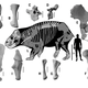 Bones analyzed in the study.